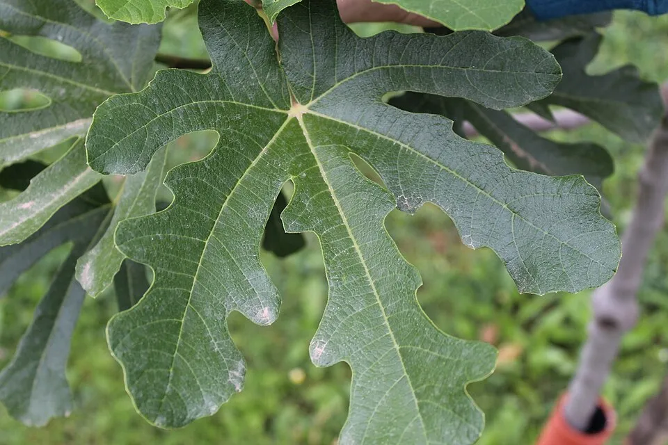 Illustration: Laudato Si' in Action: Sustainable Practices and Social Justice in Vietnamese Catholic Communities Illustration: Laudato Si' in Action: Sustainable Practices and Social Justice in Vietnamese Catholic Communities